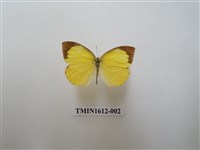 藏品(角翅黃蝶)的圖片